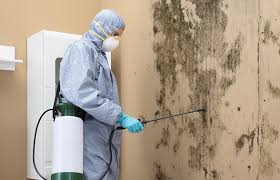 Best Mold Odor Removal Services in USA